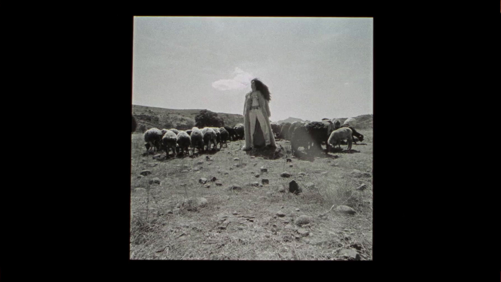 a black and white photo of a herd of sheep