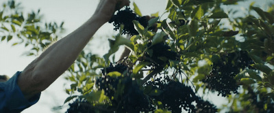 a man reaching up to pick berries from a tree