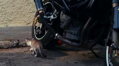 a small cat standing next to a motorcycle tire