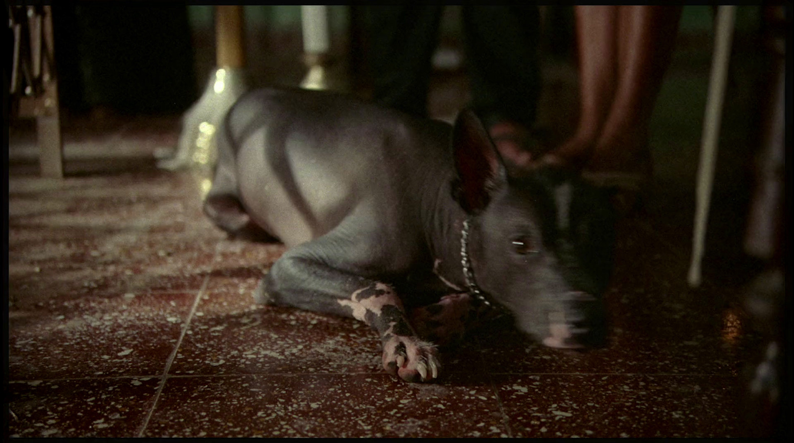 a small gray animal laying on a tiled floor