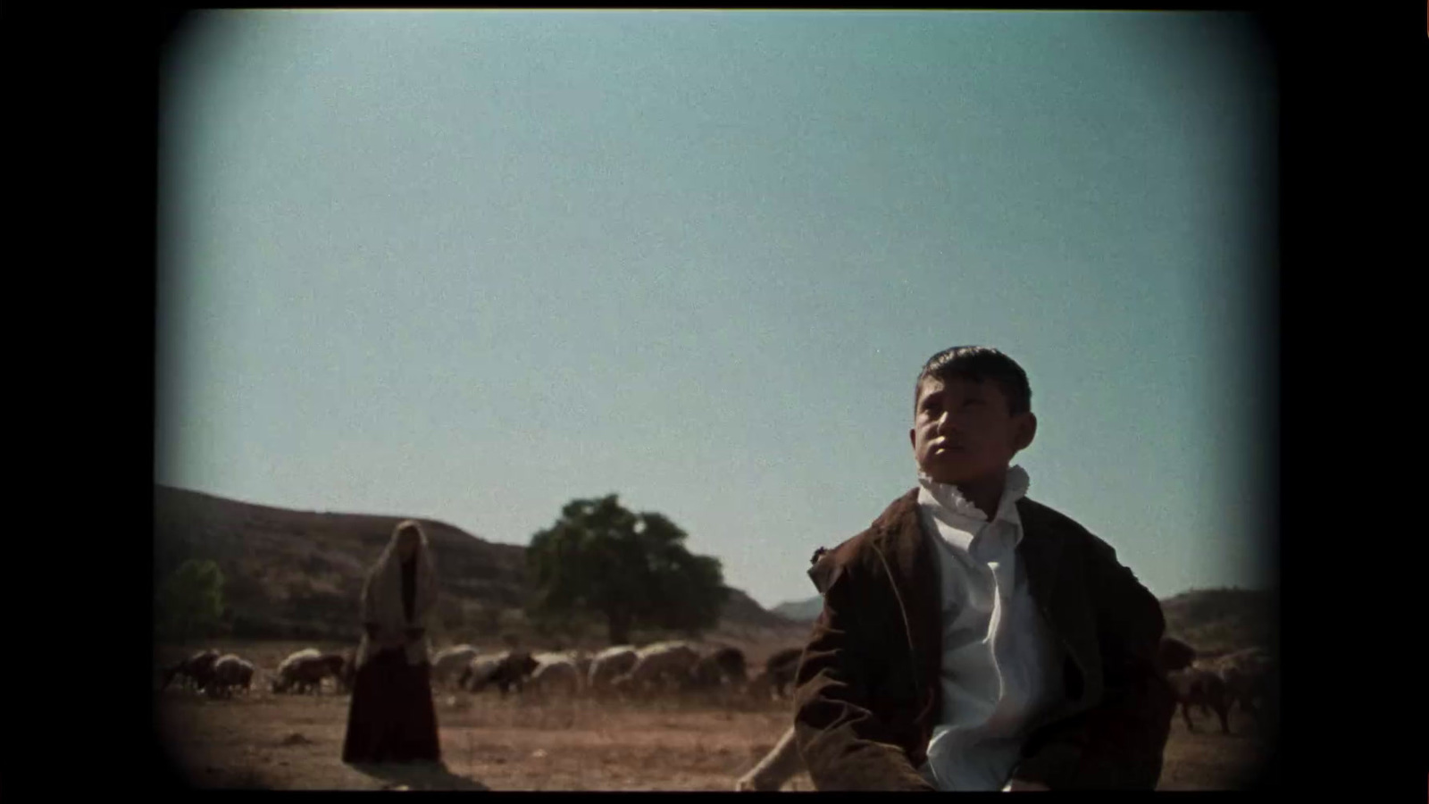 a man standing in front of a herd of sheep