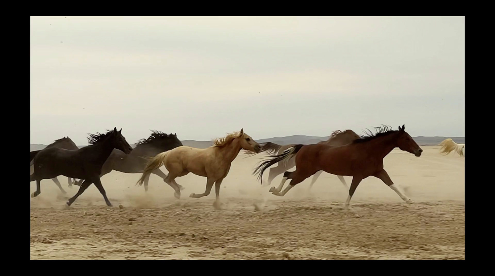 a group of horses running across a sandy field