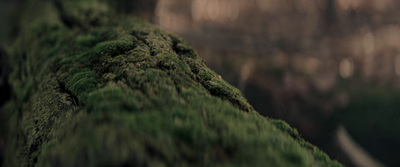 a close up of a mossy tree branch