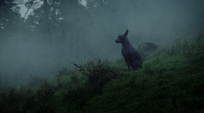 a dog standing on top of a lush green hillside