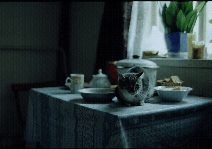 a cat sitting on a table next to a bowl of food