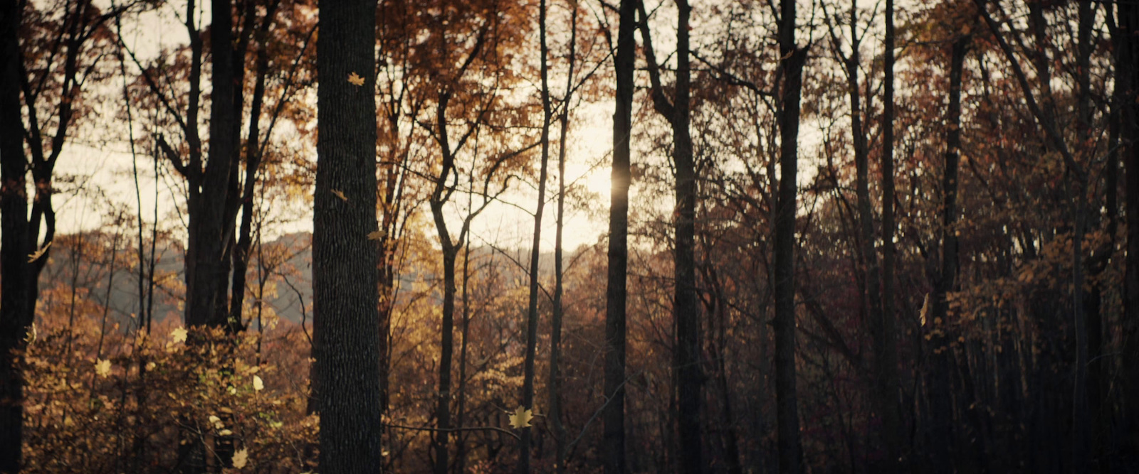 a forest filled with lots of tall trees