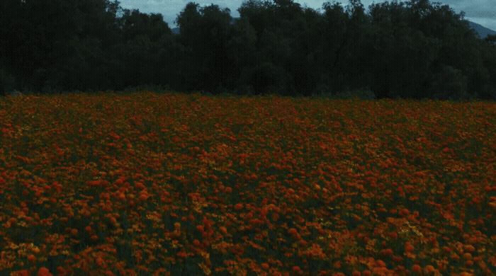 a field full of red flowers under a cloudy sky