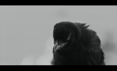 a close up of a black bird with a white background