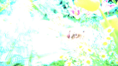 a blurry image of a cat in a field of flowers