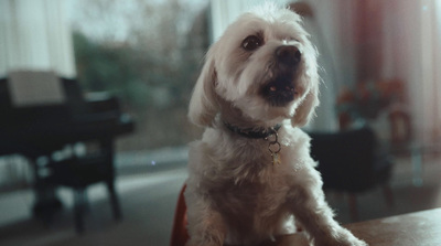 a small white dog sitting on top of a wooden table