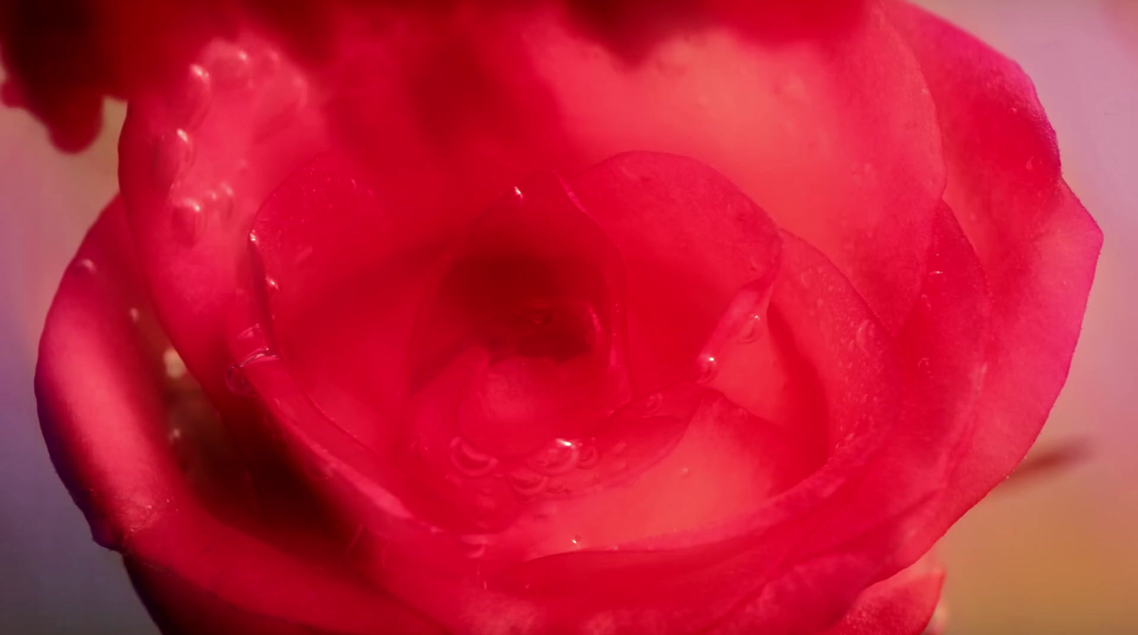 a close up of a red rose with water droplets