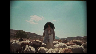 a woman standing in front of a herd of sheep