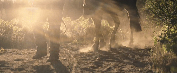 a horse walking down a dirt road next to a forest