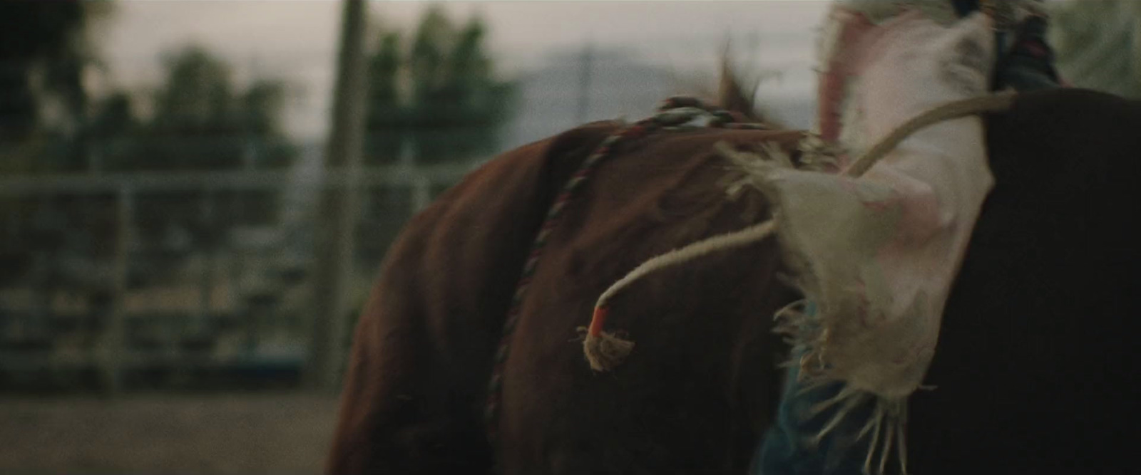 a cow with a feather on it's back