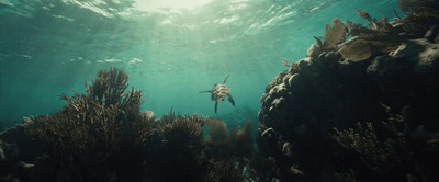 a person swimming in the ocean surrounded by seaweed