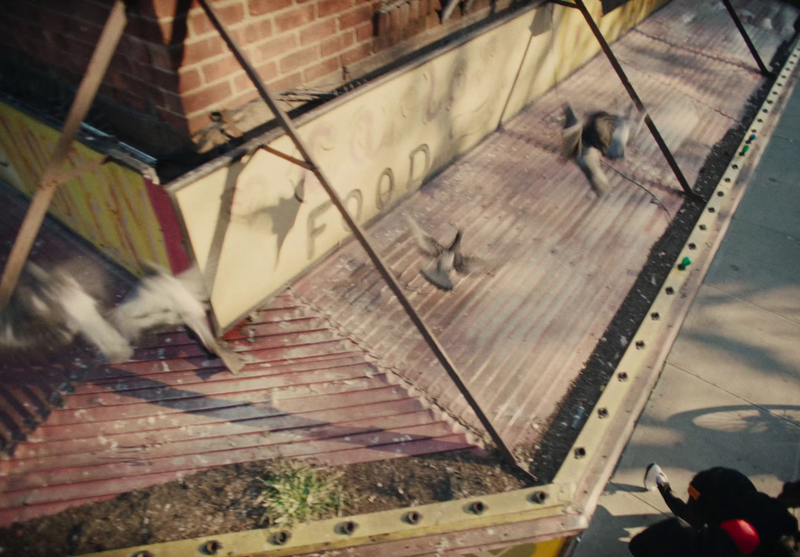 a group of birds flying around a building