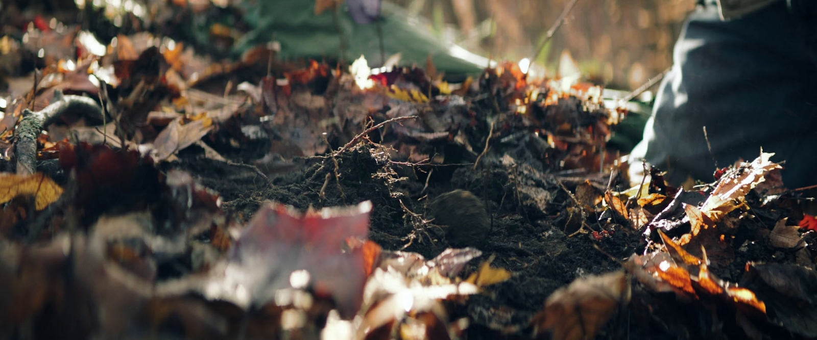 a person walking through a forest filled with lots of leaves