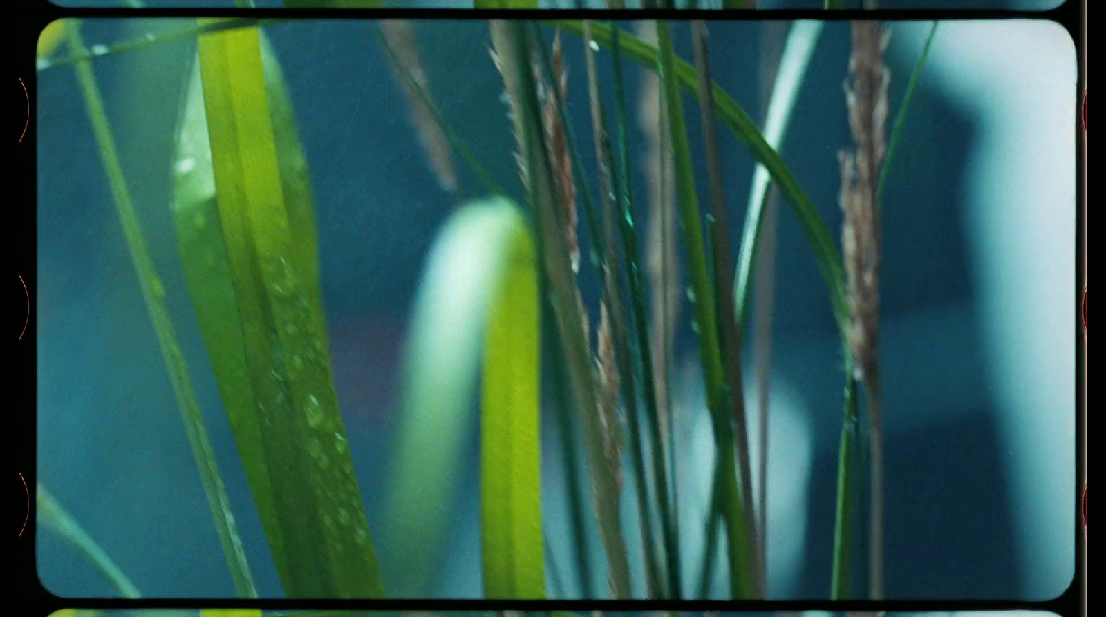 a close up of a plant with green leaves