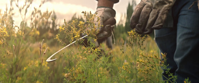 a person in a field with gloves and a shovel