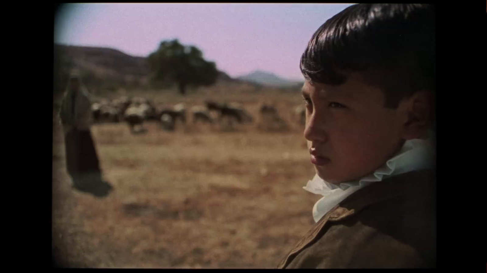 a young boy standing in front of a herd of sheep