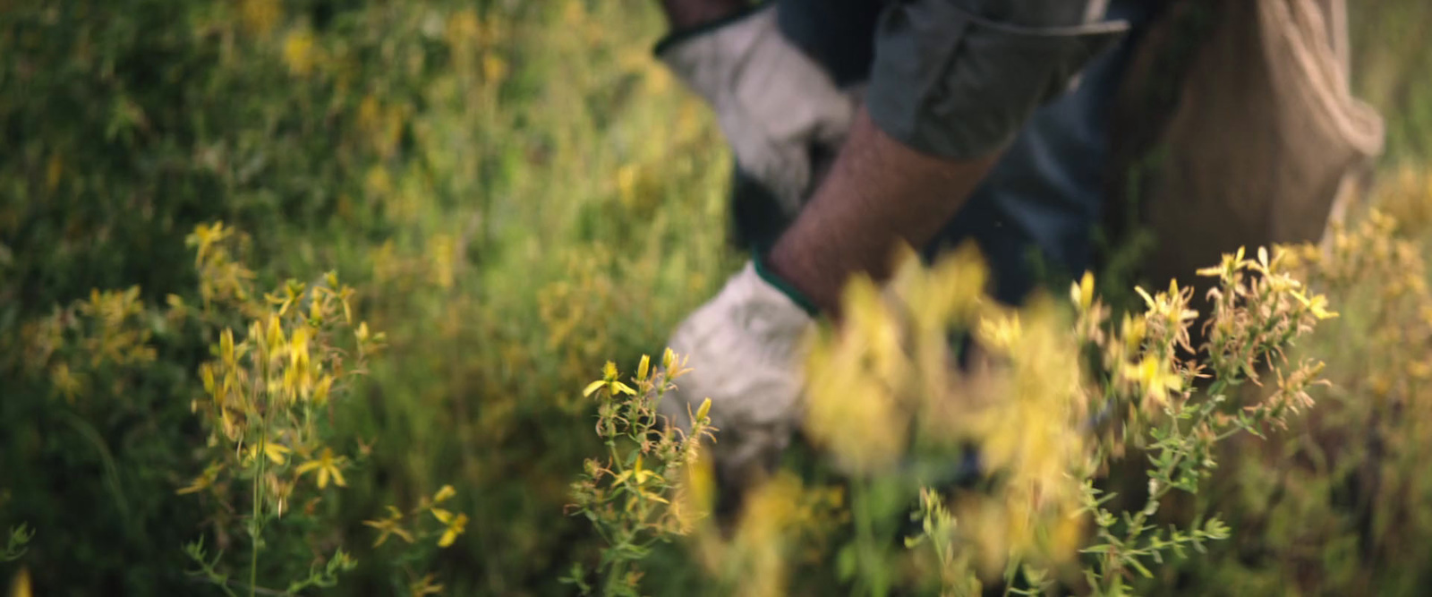 a person in a field with a bag