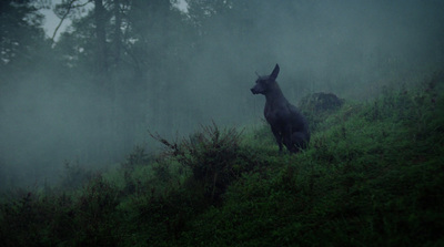 a black dog standing on top of a lush green hillside