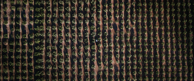 an aerial view of trees in a forest