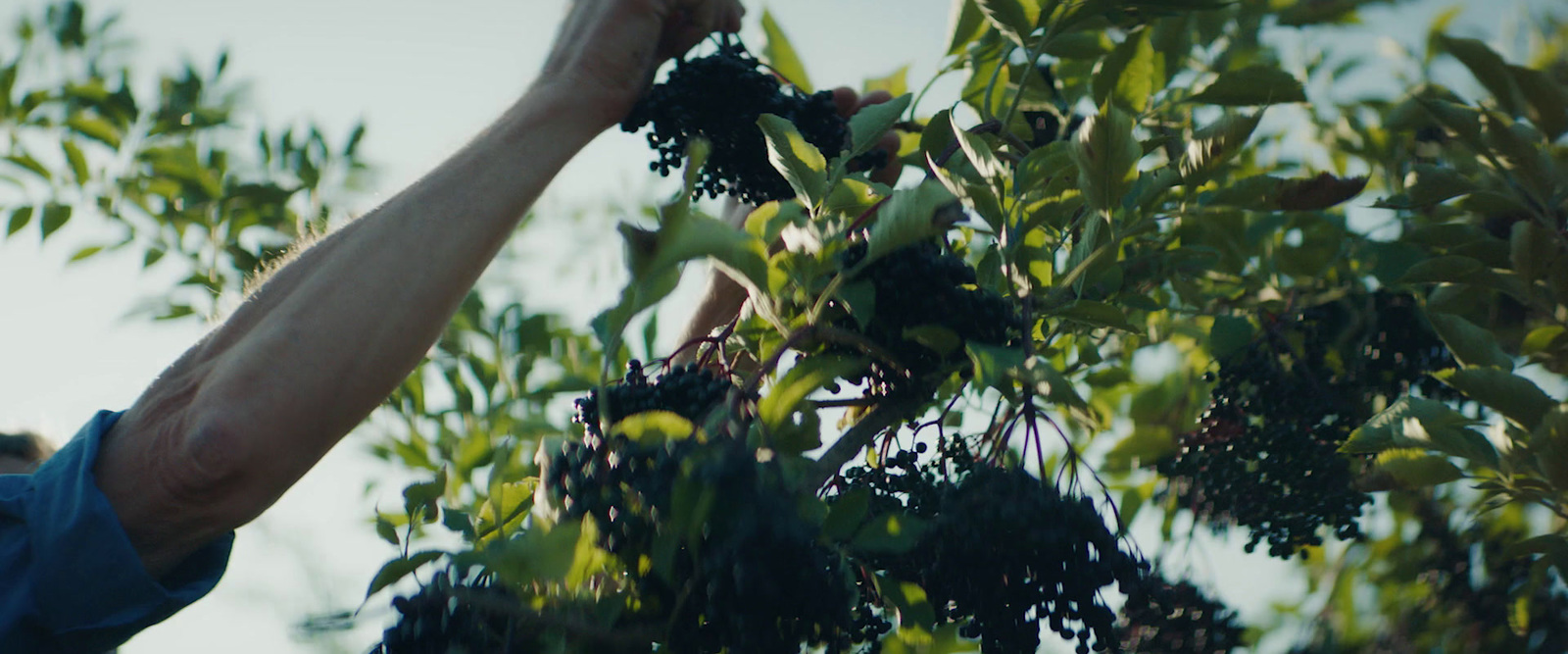 a man reaching up into a tree to pick berries