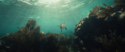 a person swimming in the ocean surrounded by seaweed