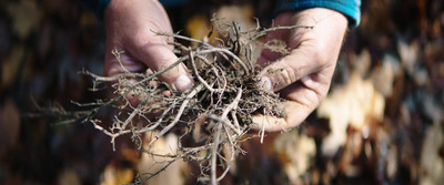 a person holding a bunch of twigs in their hands