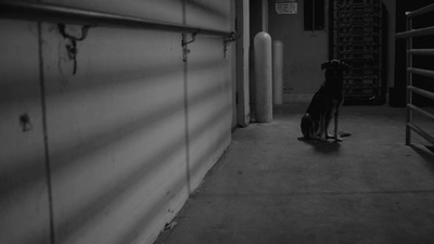 a dog sitting on a skateboard in a hallway