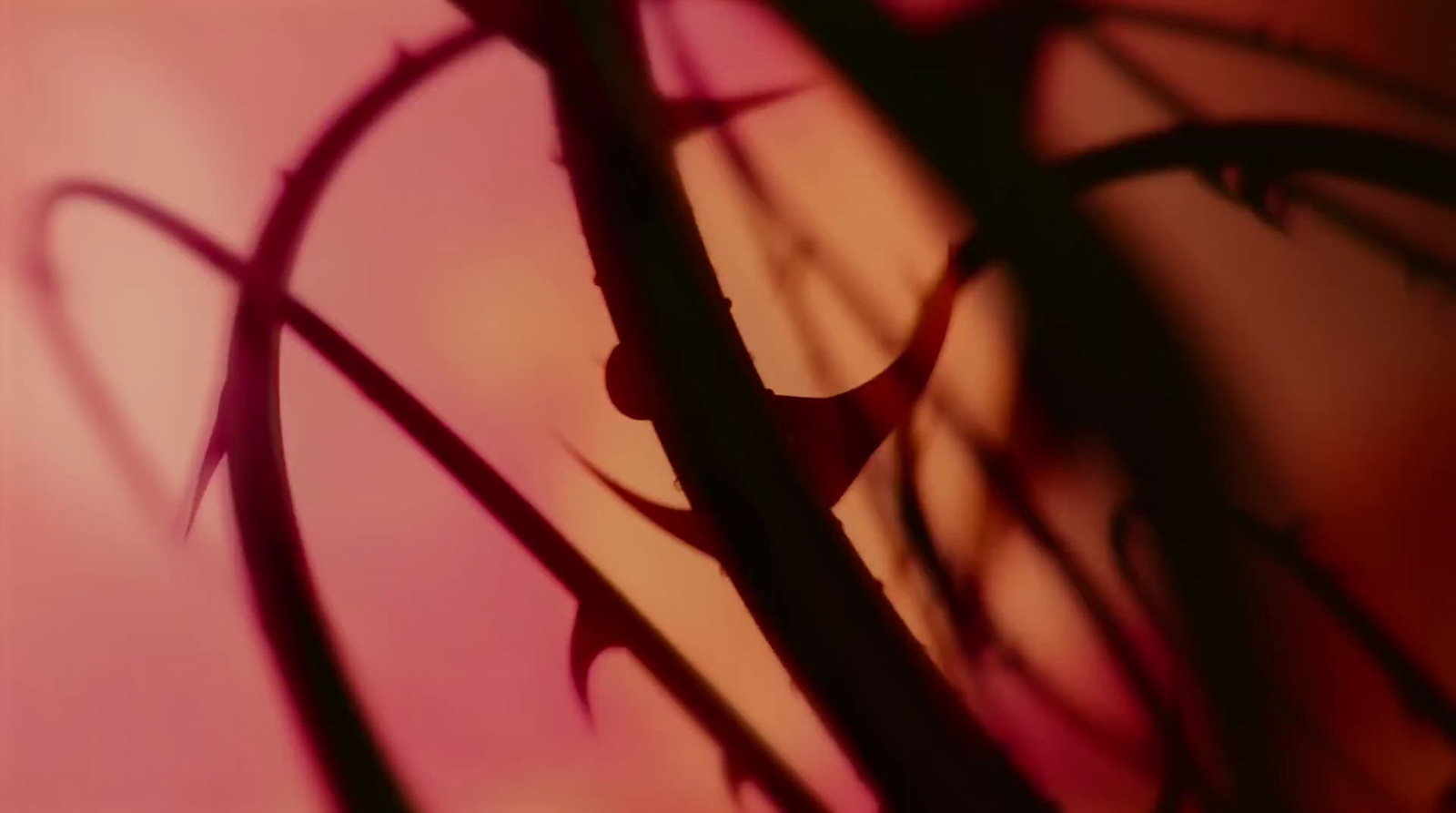 a close up of a plant with a pink sky in the background