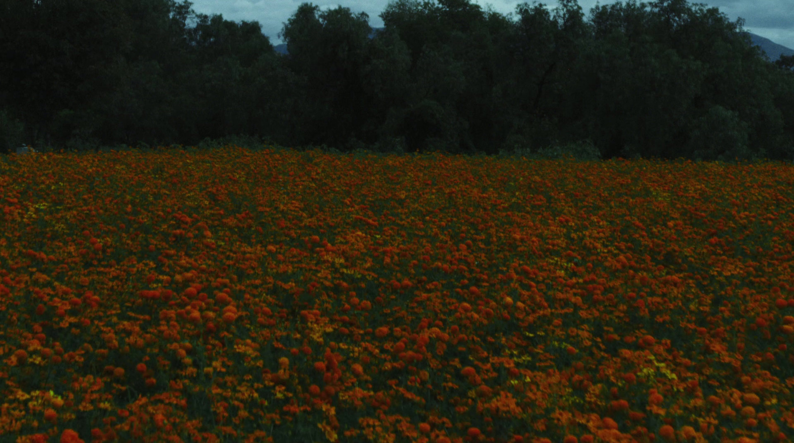 a field of flowers with trees in the background