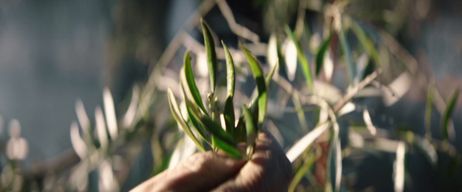 a hand holding a plant with long green leaves