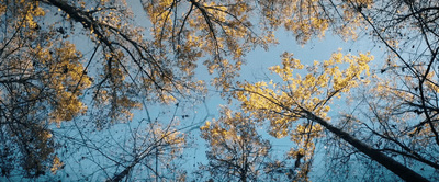 looking up at the tops of trees with yellow leaves