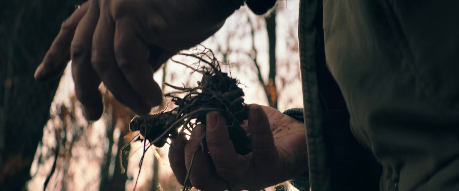 a person holding a plant in their hands