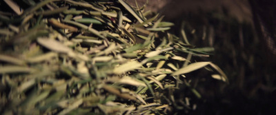 a close up of a bunch of green leaves