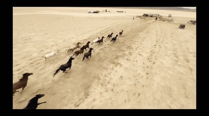 a herd of dogs running across a sandy beach