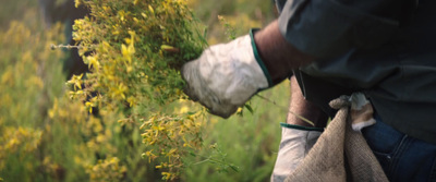 a person holding a bunch of plants in their hands