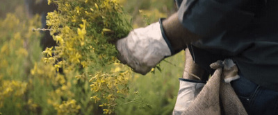 a person holding a bunch of flowers in their hands